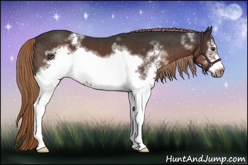 Horse Color:White Spotted Liver Chestnut Frame 