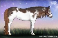 Horse Color:White Spotted Liver Chestnut Frame