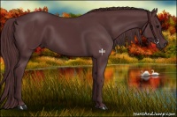 Horse Color:Chocolate Black