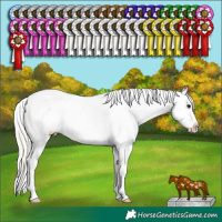 Horse Color:Silver Grullo Sabino Tobiano Appaloosa 