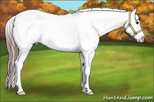 Horse Color:Black Splash Frame Appaloosa Rabicano 