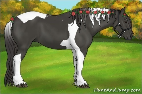 Horse Color:Smoky Black Tobiano 