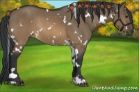 Horse Color:White Spotted Brown Dun Rabicano 