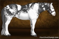 Horse Color:White Spotted Smoky Black Splash 