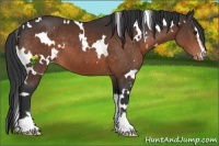 Horse Color:White Spotted Brown Sabino Appaloosa 