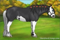 Horse Color:Black Splash 