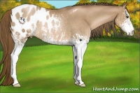 Horse Color:White Spotted Liver Chestnut Pearl Appaloosa Rabicano