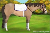 Horse Color:Amber Champagne Splash 