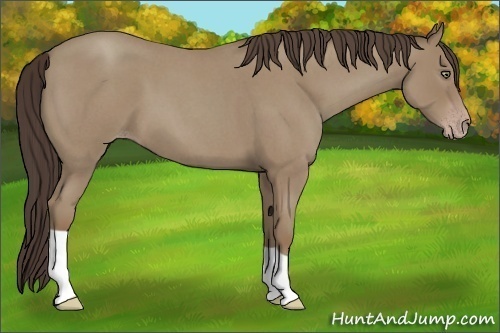 Horse Color:Unknown 