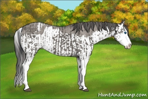 Horse Color:Grullo Sabino Splash  and Grullo Sabino Splash Appaloosa 