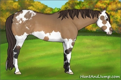 Horse Color:Bay Dun Splash Appaloosa 