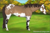 Horse Color:Bay Dun Splash Appaloosa 