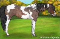 Horse Color:Brown Roan Tobiano Frame Rabicano