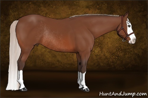 Horse Color:Silver Bay Splash Rabicano