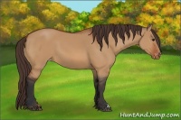 Horse Color:Bay Dun Appaloosa 