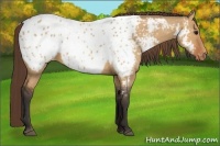 Horse Color:Bay Dun Appaloosa 