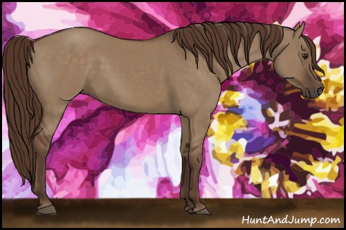 Horse Color:Liver Red Dun 