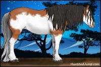 Horse Color:Bay Splash Frame