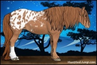 Horse Color:Chestnut Blanket 