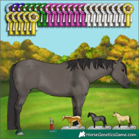 Horse Color:Smoky Grullo