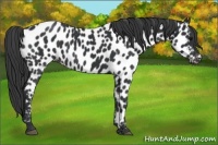 Horse Color:Black Near Leopard 