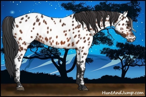 Horse Color:Bay Appaloosa 