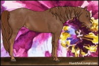 Horse Color:Chestnut Appaloosa 