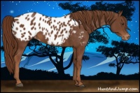 Horse Color:Chestnut Appaloosa 