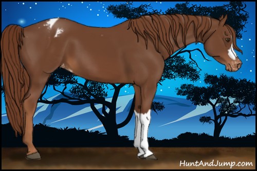 Horse Color:Chestnut Appaloosa 