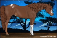 Horse Color:Chestnut Appaloosa 