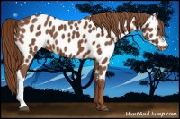 Horse Color:Chestnut Appaloosa