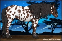 Horse Color:Bay Near Leopard 