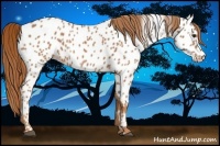Horse Color:Chestnut Appaloosa