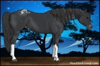 Horse Color:Black Appaloosa 
