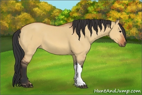Horse Color:Bay Dun
