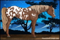 Horse Color:Chestnut Appaloosa 