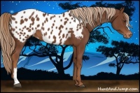 Horse Color:Chestnut Appaloosa 