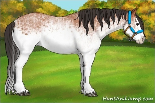 Horse Color:White Spotted Bay Splash  and White Spotted Bay Splash 