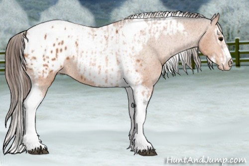 Horse Color:Bay Splash Tobiano Appaloosa and Bay Splash Tobiano Frame Appaloosa