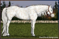 Horse Color:Cremello Near Leopard