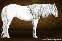 Horse Color:Cremello Appaloosa 