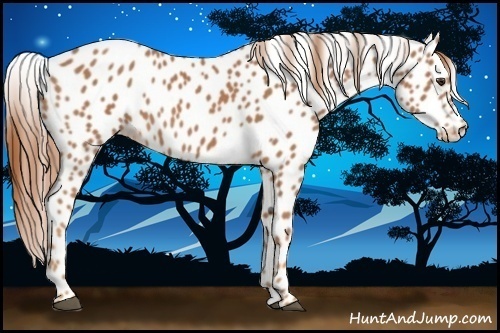 Horse Color:Chestnut Appaloosa 