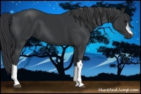 Horse Color:Black 