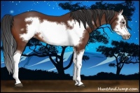 Horse Color:Bay Splash Frame