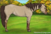 Horse Color:Liver Red Dun Roan 