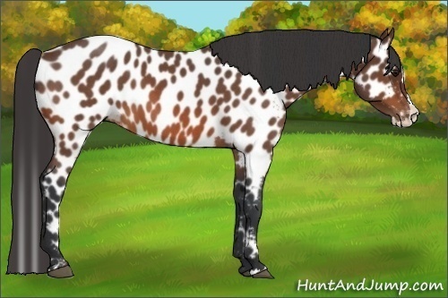 Horse Color:Bay Roan Splash Appaloosa 