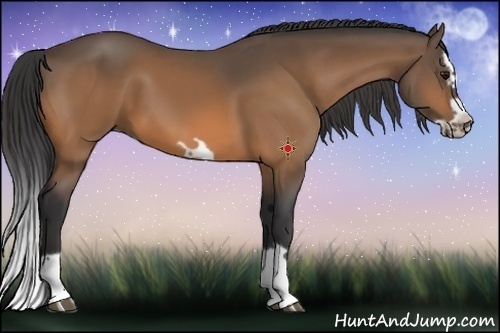 Horse Color:Buckskin Splash Frame 