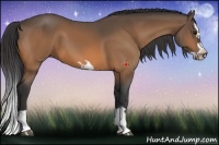 Horse Color:Buckskin Splash Frame 