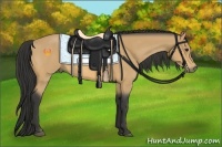 Horse Color:Buckskin 