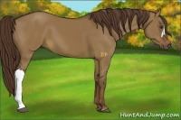 Horse Color:Liver Red Dun 